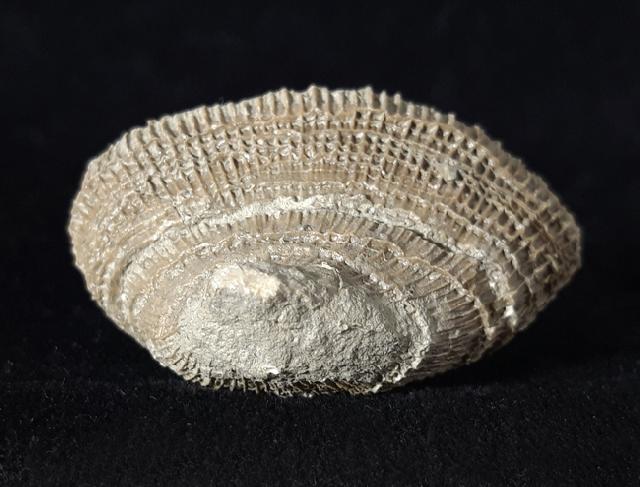 Placosmilia vidali (MALLADA 1892) - Bild © FossNet FossilienStore
